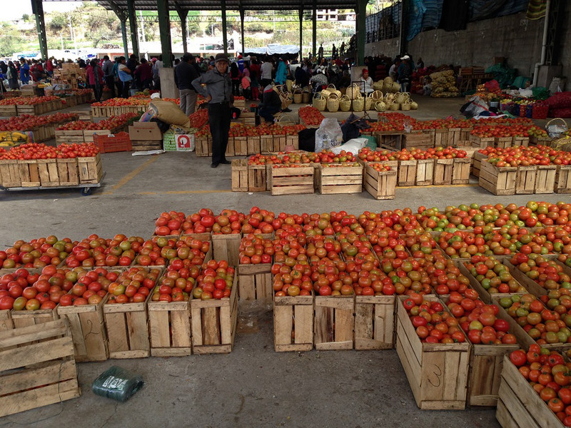Wholesale Tomates