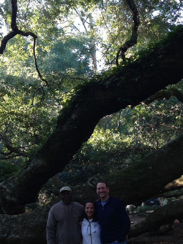 The Amazing Angel Oak Tree
