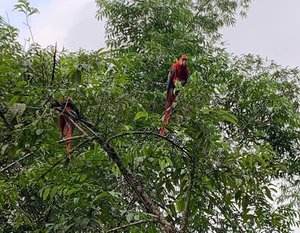 Red Macaws