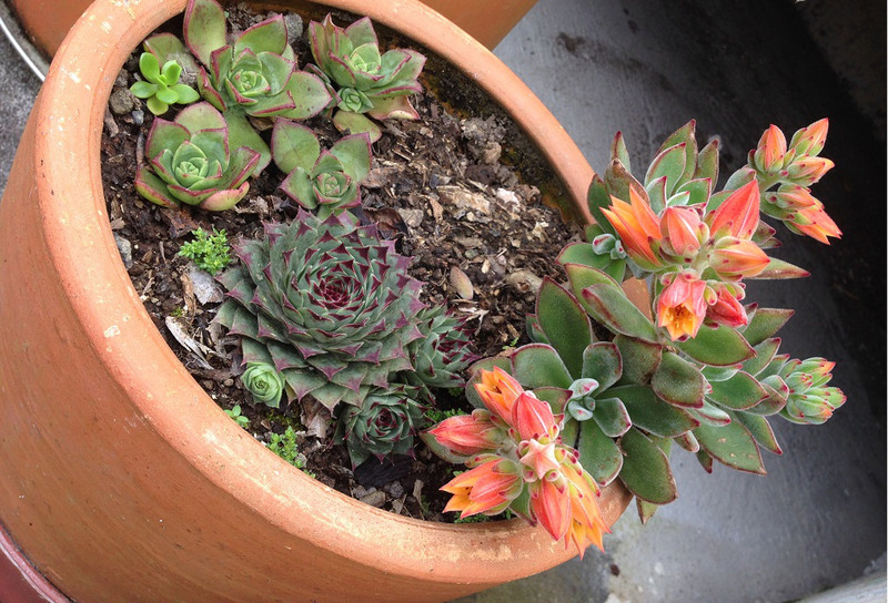 Blooming Succulents