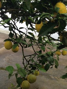 Laden with Lemons