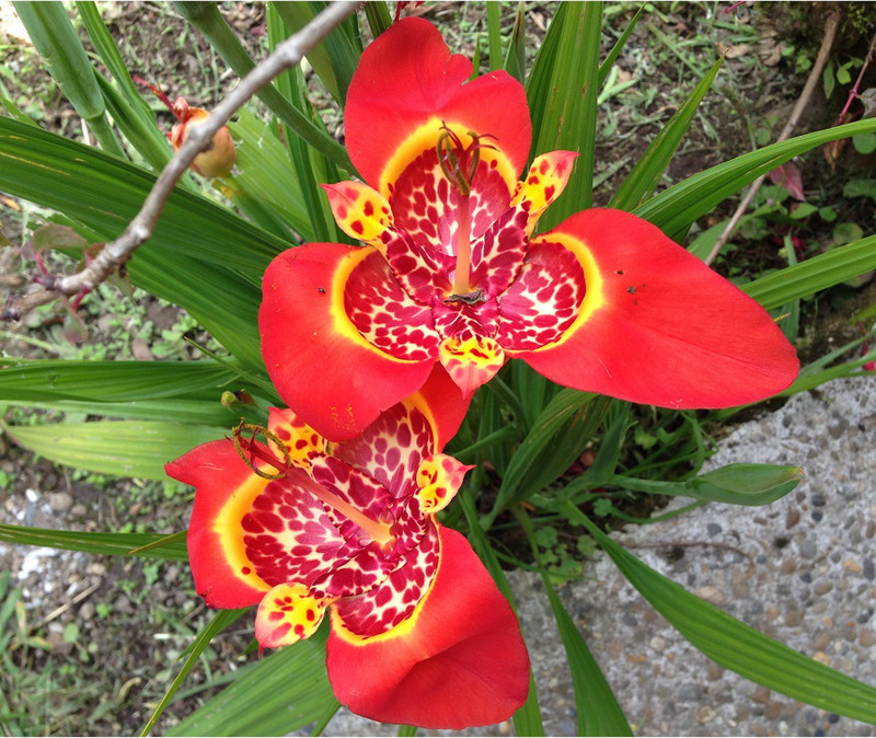 Triple Blooms