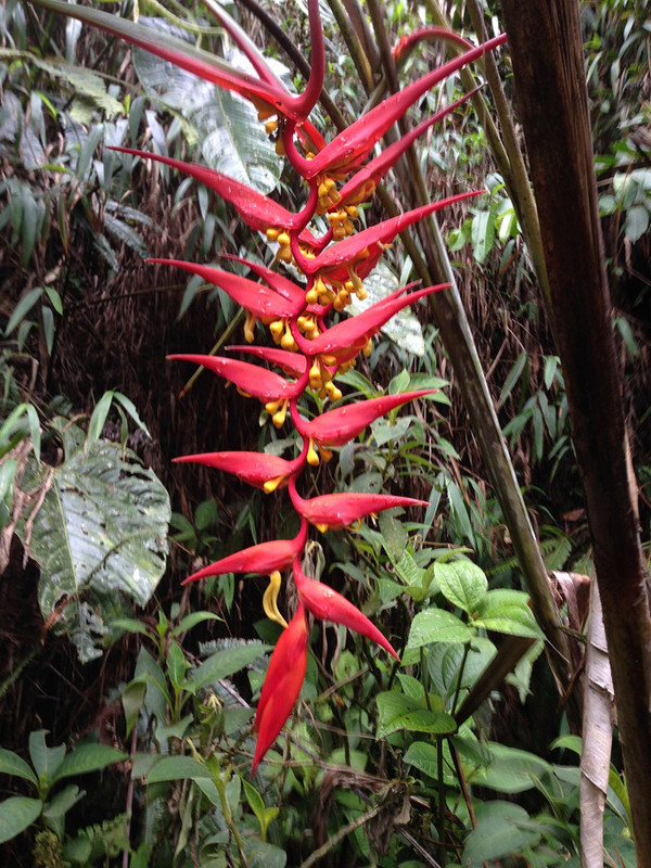 Majestic Heliconia