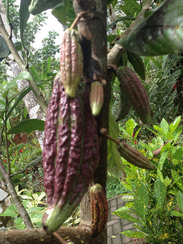 Baby Cacao