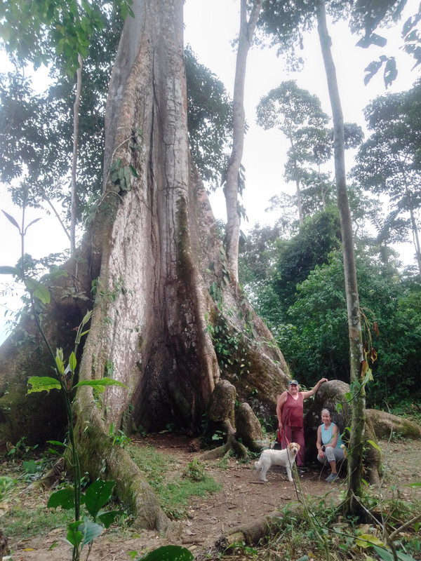 Huge Tree in Misahuallí! 