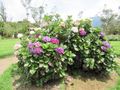 Hydrangea - Hortensia