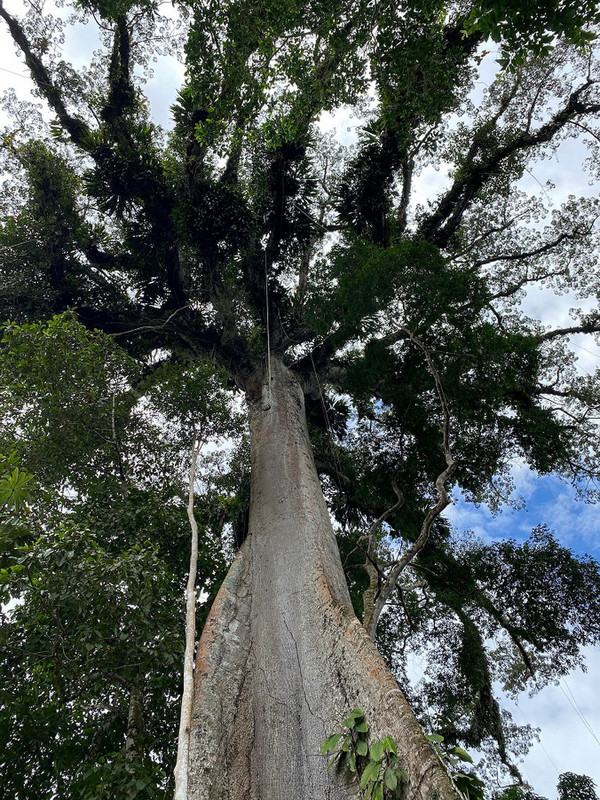 Ginormous Ceiba Tree
