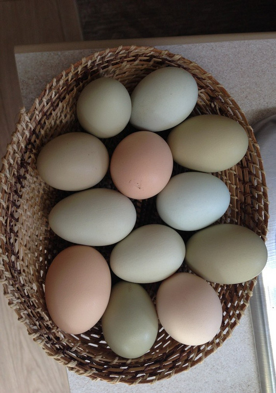 Eggs from Consuelo