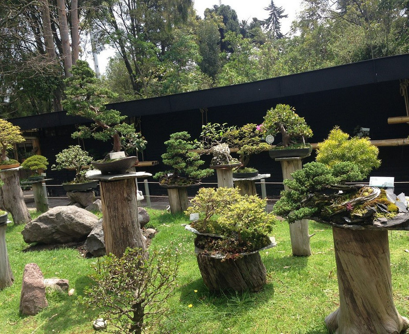 Bonsai Pavilion