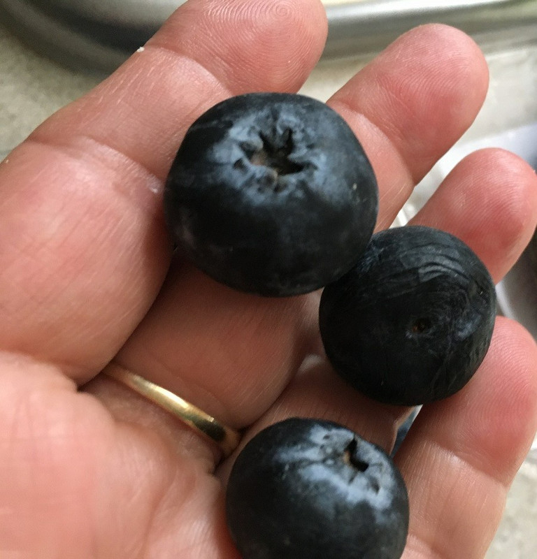Ginormous Blueberries!