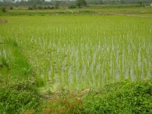 Newly Planted Rice Fields