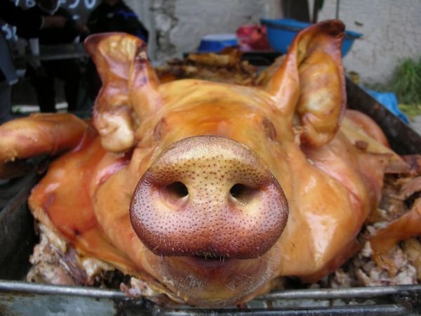 Pig Nose