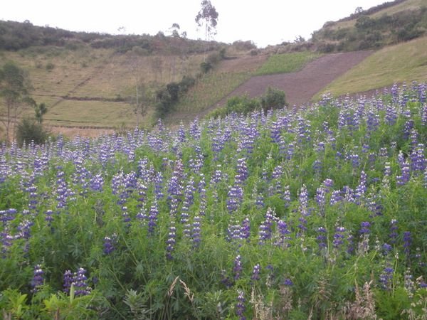 Field of Lupines 