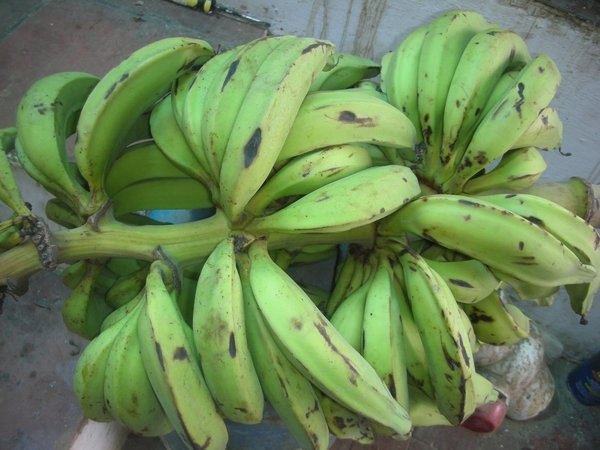 Bunch of Plantains