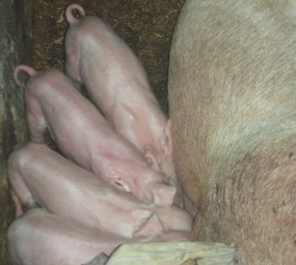 Newborn Piglets