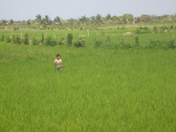 Rice Fields in CorreAgua