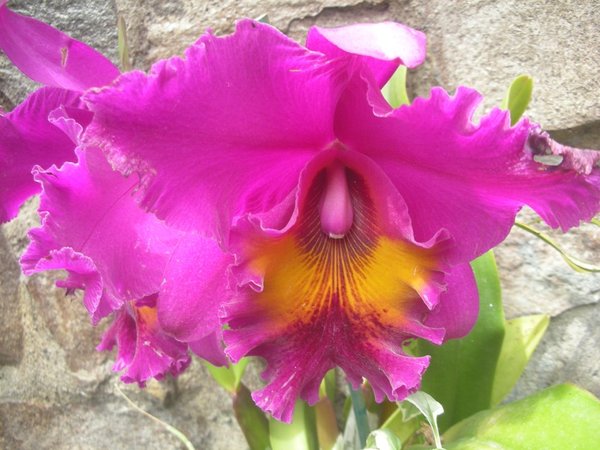 Brilliant Orchid