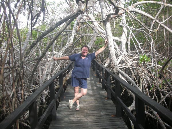 A Walk Thru the Mangroves