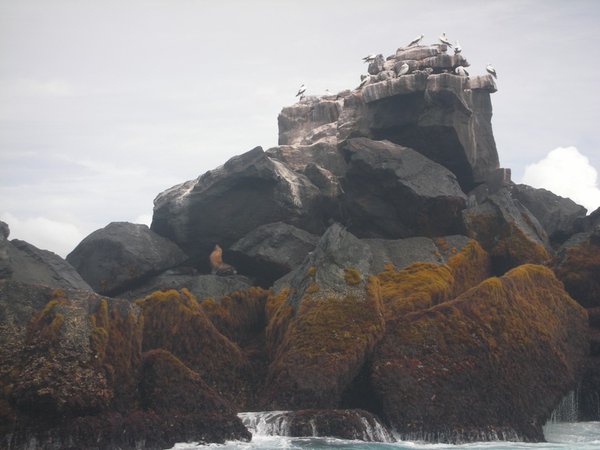 Roca Union - Sea Lion Lifeguard