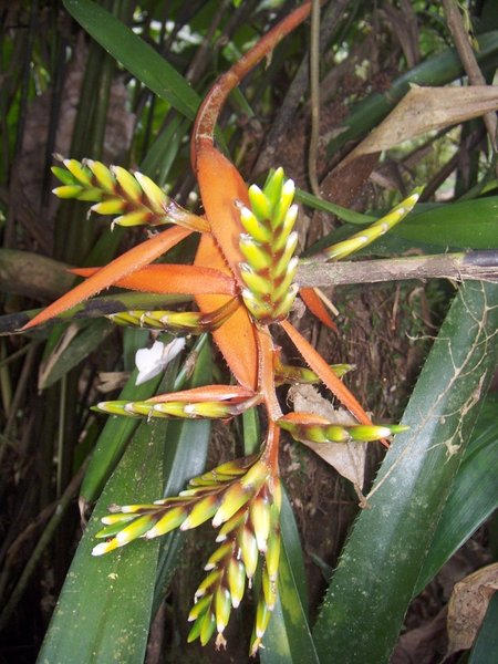 Jungle Blossom