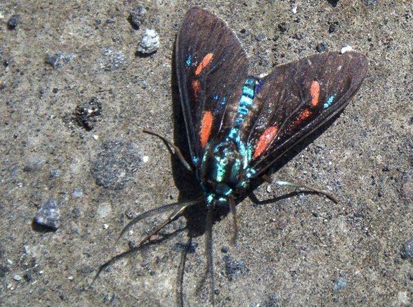 Colorful Flying Insect
