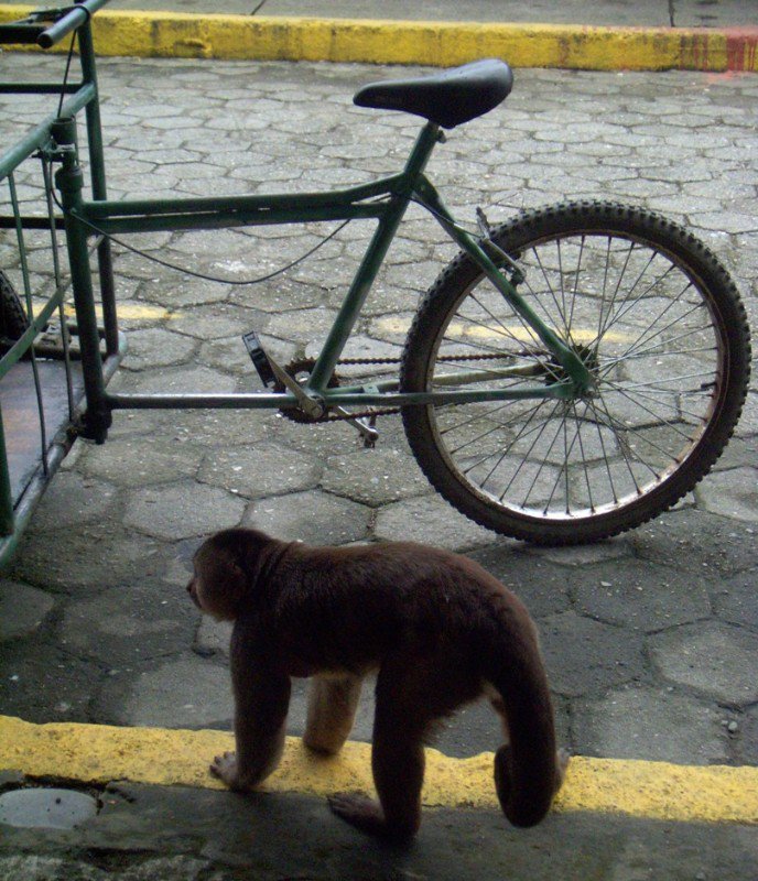 cycle monkey