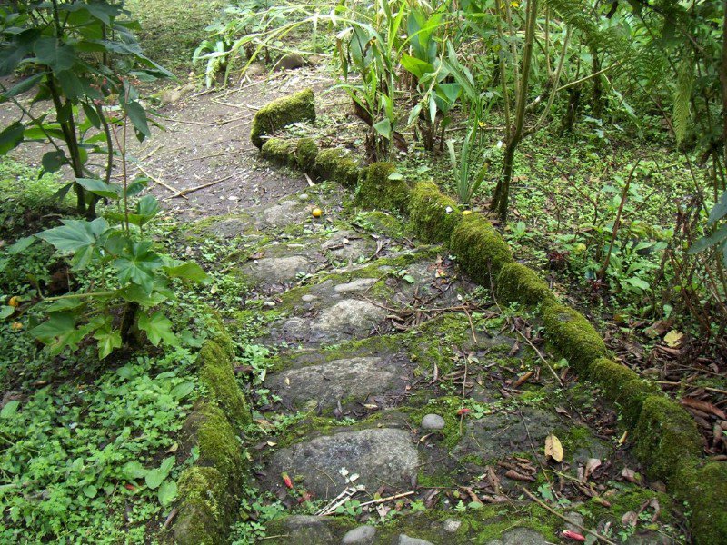 mossy walkway