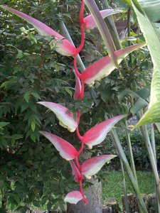 pink heliconia