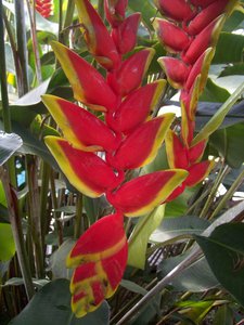 red heliconia