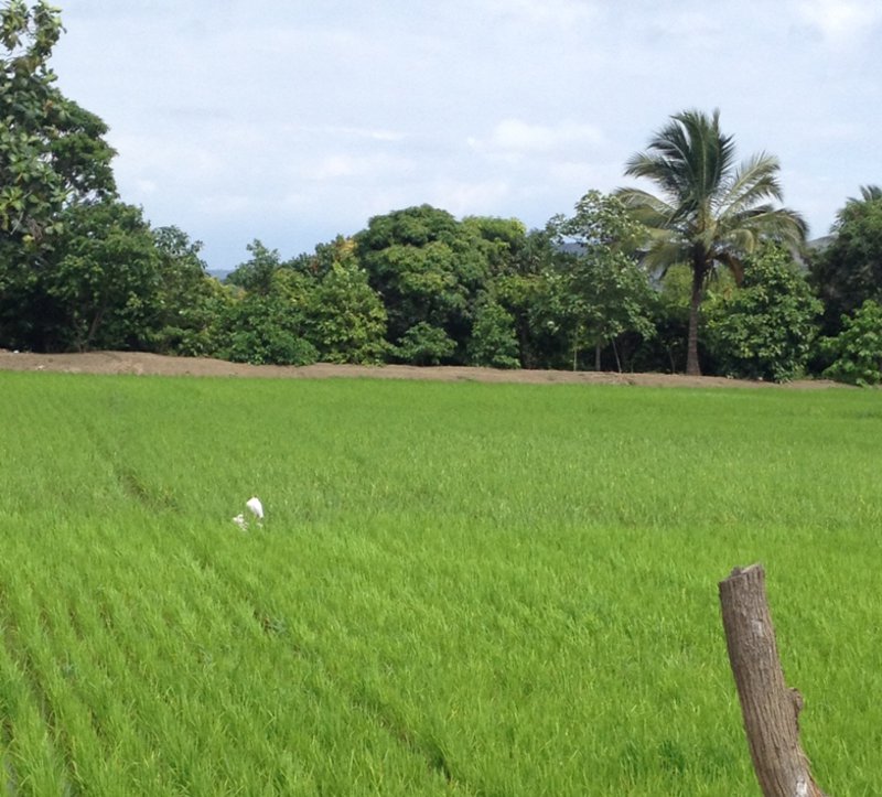 Rice Fields of Correagua