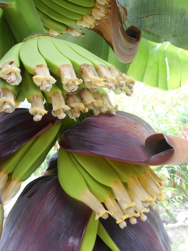 Bloomin' Bananas
