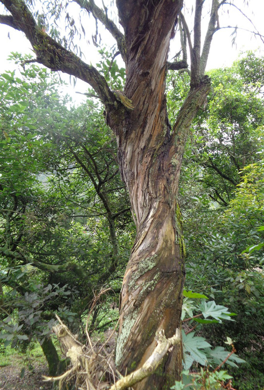 Twisty Eucalyptus Trunk
