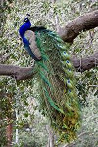 Peacock in a Tree