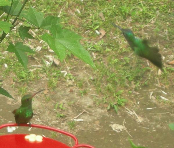 iridescent hummingbirds
