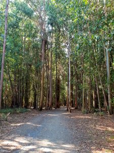 EUCALYPT FORESTS