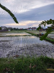 Rice paddies in between villas and shops