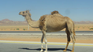 CAMEL ON FREEWAY