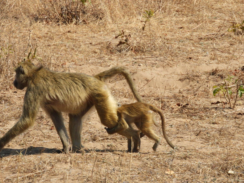 Chobe | Photo