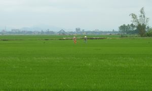 Rice field - Hue District