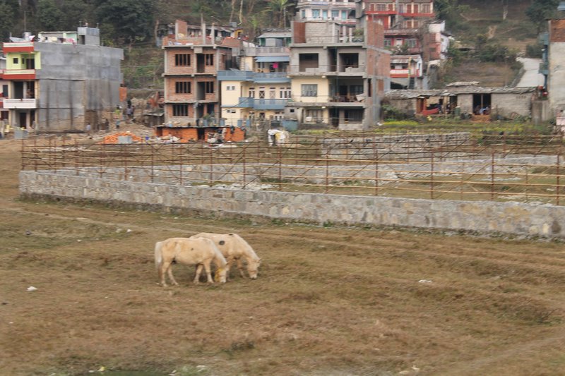 cavallu nepalese