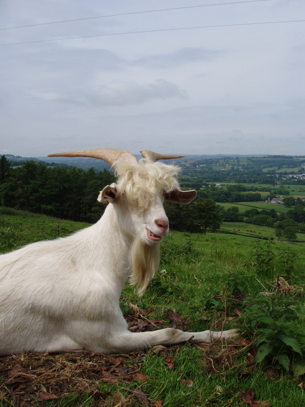 GOATS 3 TRISTRAM 2