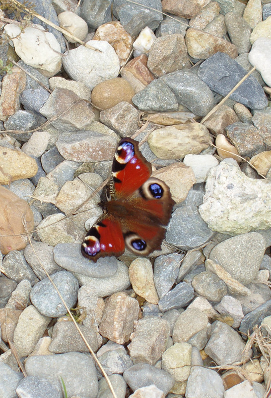 PEACOCK