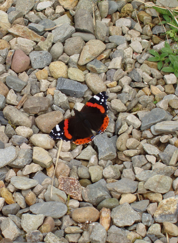 RED ADMIRAL