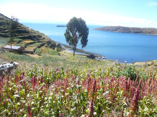 Isla del Sol; Quinoa plants