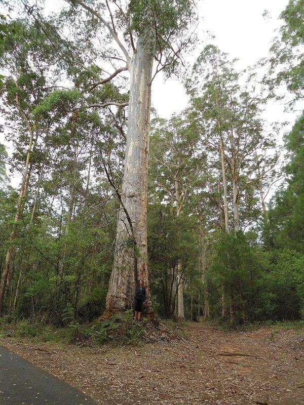 Un karri, eucalyptus géant