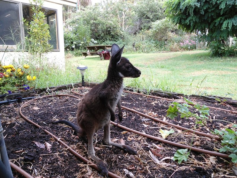 Rosy,le BB kangourou