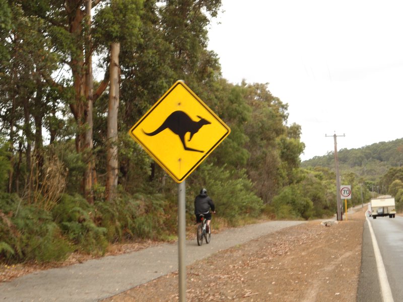 Attention au kangourous
