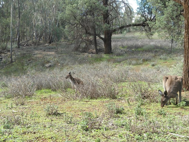 Tranquille les kangourous