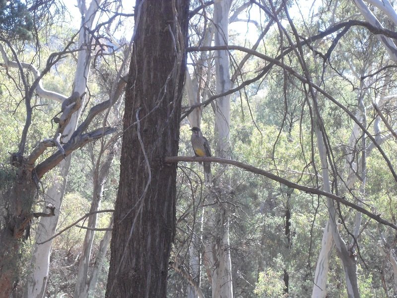 Yellow-throated bird