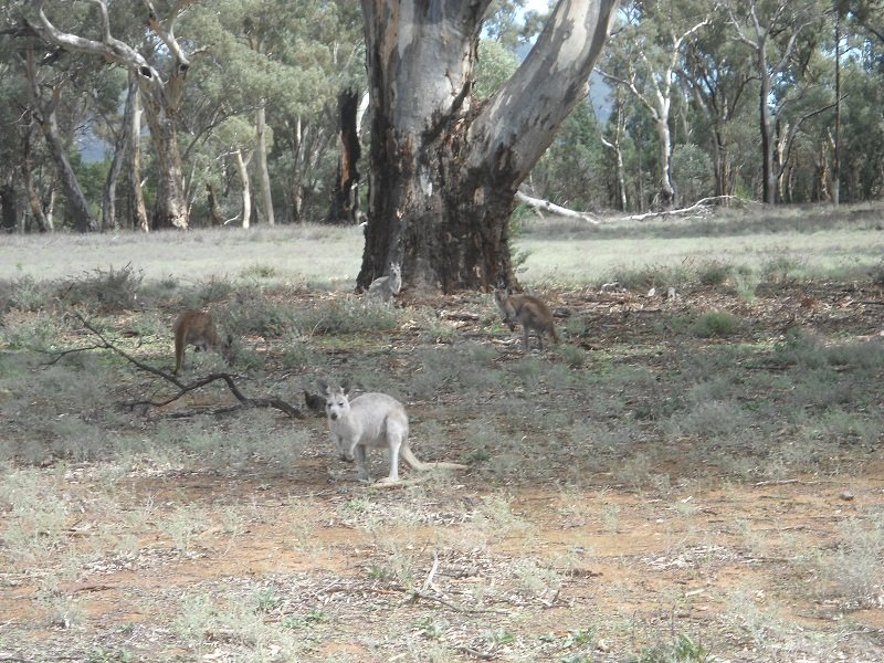 Kangourous & Wallaroos